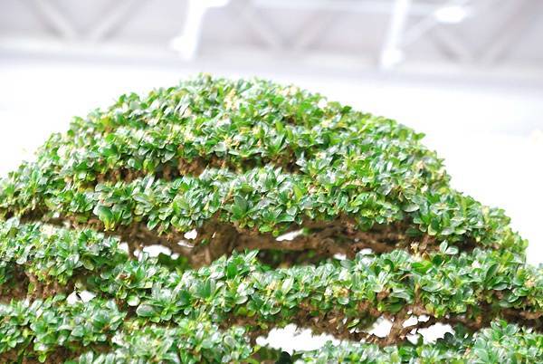 DSC_2994.jpg DSC_2994.jpg