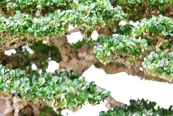 DSC_2996.jpg DSC_2996.jpg