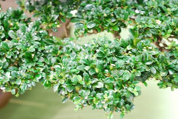 DSC_2998.jpg DSC_2998.jpg