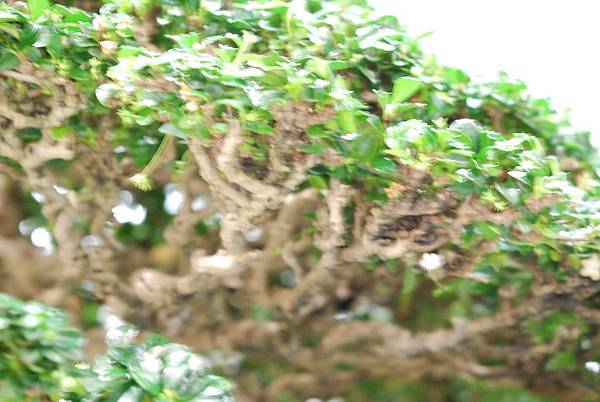 DSC_3000.jpg DSC_3000.jpg