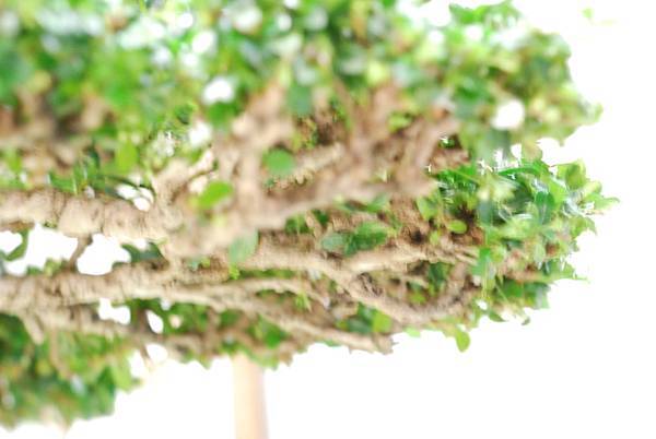 DSC_2999.jpg DSC_2999.jpg