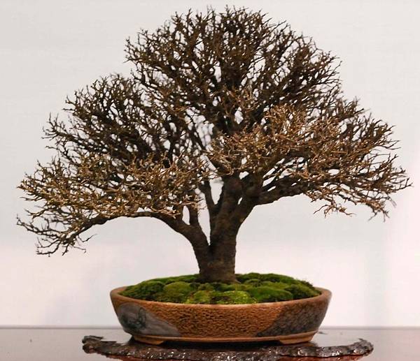 DSC_3006.jpg DSC_3006.jpg