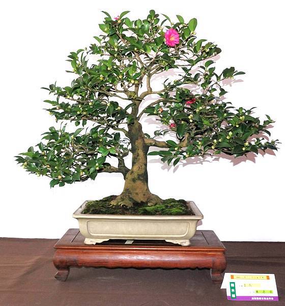 DSC_6530.jpg DSC_6530.jpg