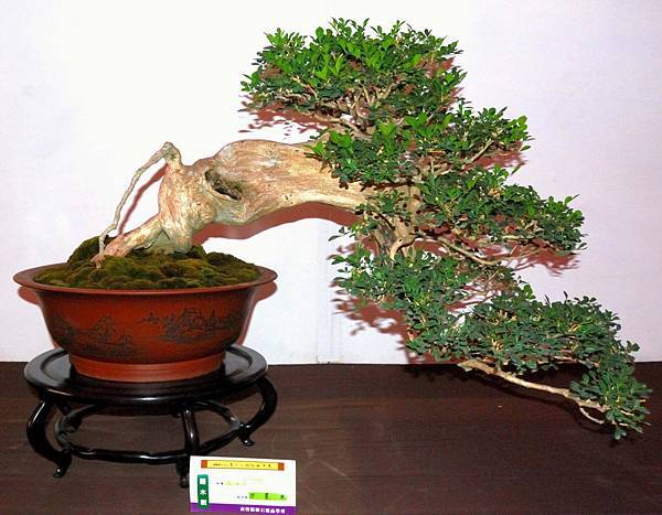 DSC_6539.jpg DSC_6539.jpg