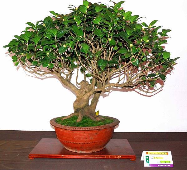 DSC_6535.jpg DSC_6535.jpg