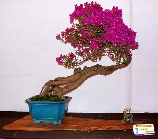 DSC_6537.jpg DSC_6537.jpg