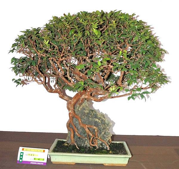 DSC_6542.jpg DSC_6542.jpg