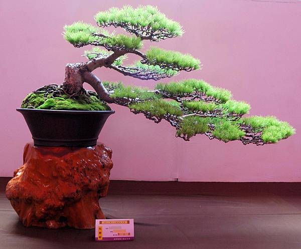 DSC_6548.jpg DSC_6548.jpg