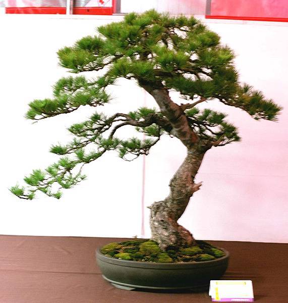 DSC_6552.jpg DSC_6552.jpg