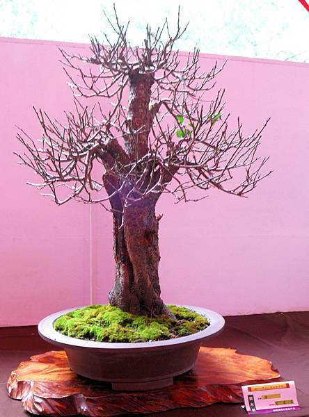 DSC_6549.jpg DSC_6549.jpg