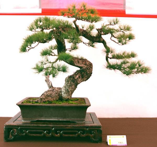 DSC_6555.jpg DSC_6555.jpg