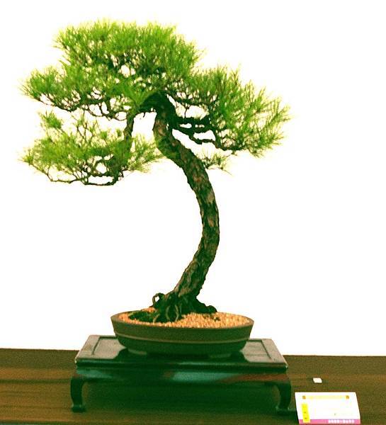 DSC_6562.jpg DSC_6562.jpg