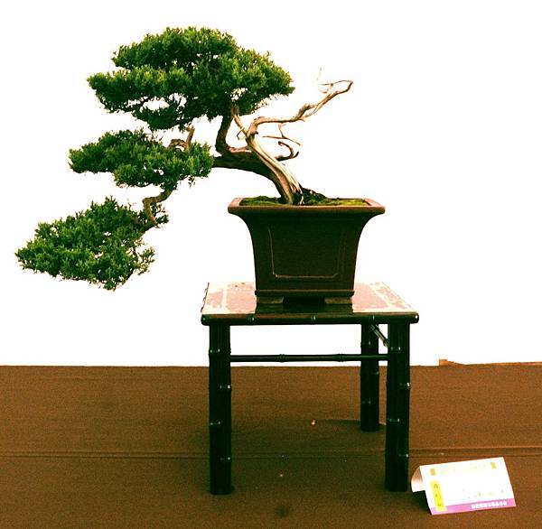 DSC_6559.jpg DSC_6559.jpg