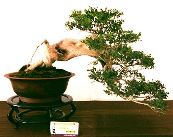 DSC_6565.jpg DSC_6565.jpg