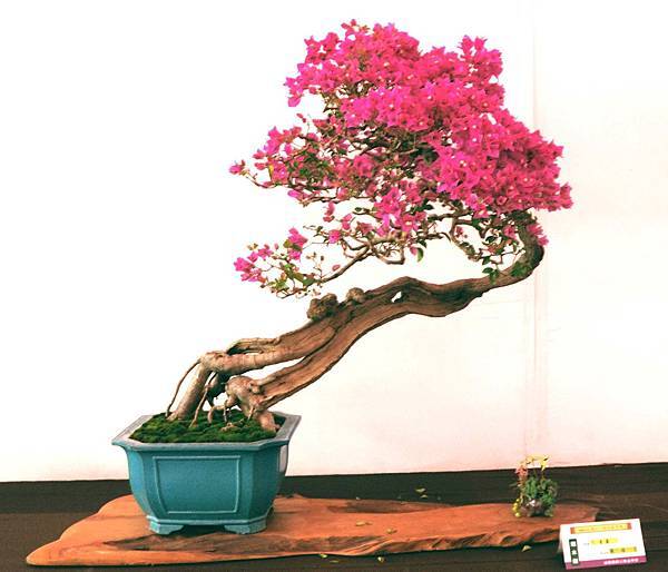 DSC_6573.jpg DSC_6573.jpg