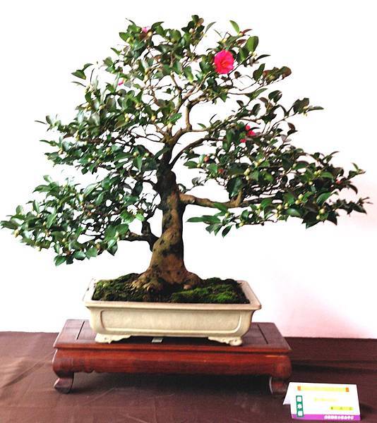 DSC_6576.jpg DSC_6576.jpg