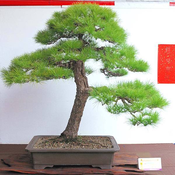 DSC_6581.jpg DSC_6581.jpg