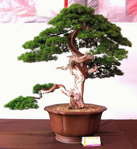 DSC_6590.jpg DSC_6590.jpg