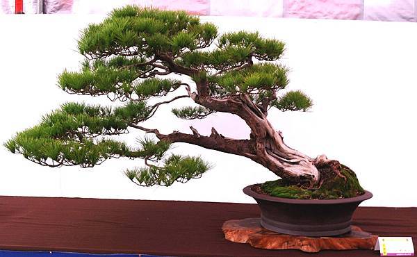 DSC_6593.jpg DSC_6593.jpg