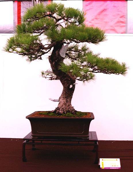 DSC_6596.jpg DSC_6596.jpg