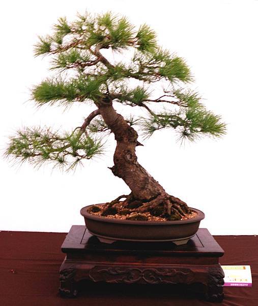 DSC_6599.jpg DSC_6599.jpg