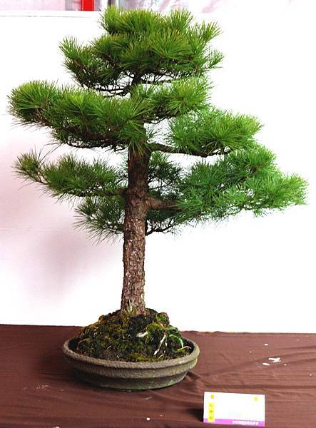 DSC_6602.jpg DSC_6602.jpg