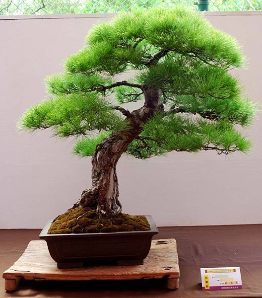 DSC_6606.jpg DSC_6606.jpg