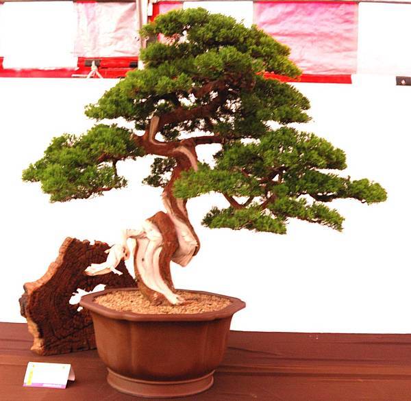 DSC_6611.jpg DSC_6611.jpg