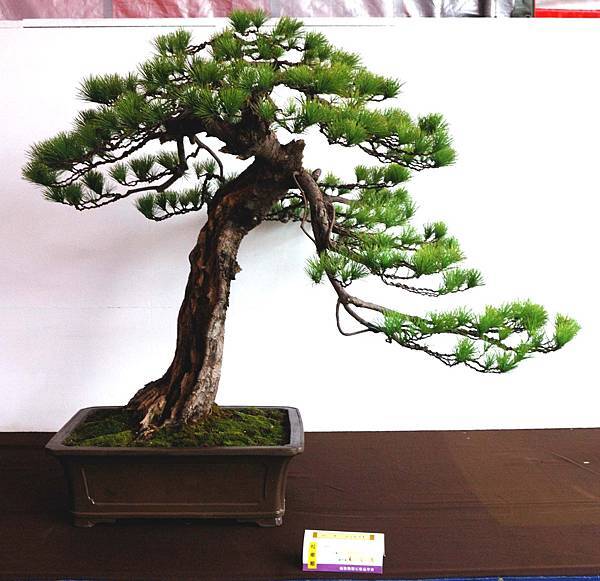 DSC_6632.jpg DSC_6632.jpg