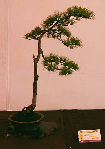 DSC_6647.jpg DSC_6647.jpg