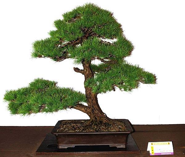 DSC_6654.jpg DSC_6654.jpg