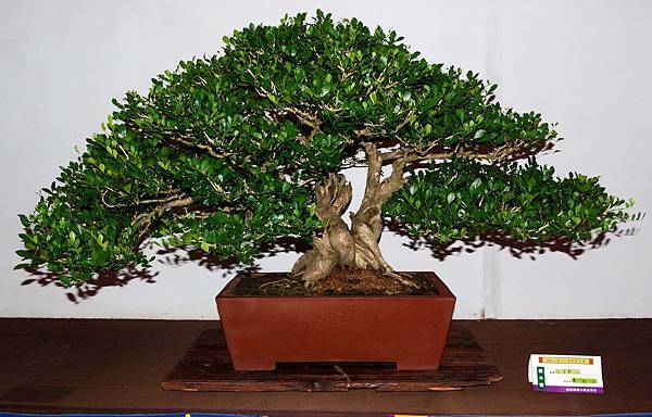 DSC_6652.jpg DSC_6652.jpg