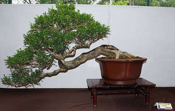 DSC_6658.jpg DSC_6658.jpg