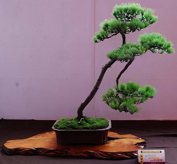 DSC_6662.jpg DSC_6662.jpg