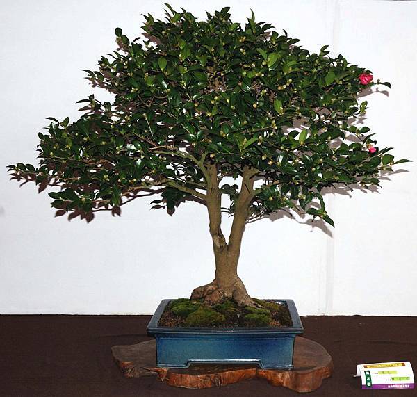 DSC_6664.jpg DSC_6664.jpg