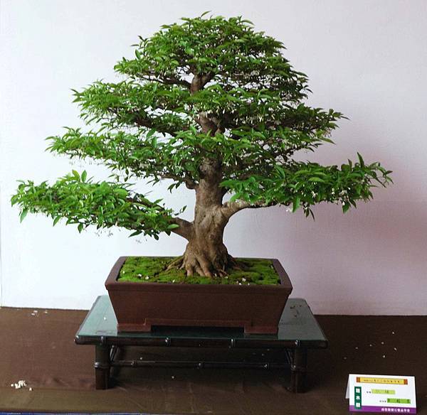 DSC_6674.jpg DSC_6674.jpg