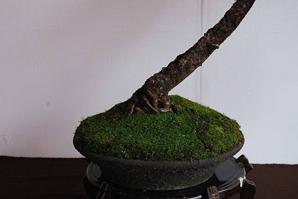 DSC_6682.jpg DSC_6682.jpg