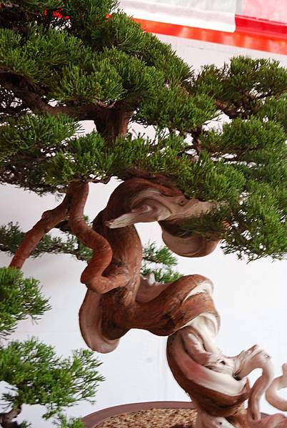 DSC_6696.jpg DSC_6696.jpg