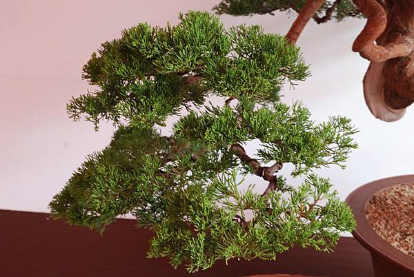 DSC_6698.jpg DSC_6698.jpg