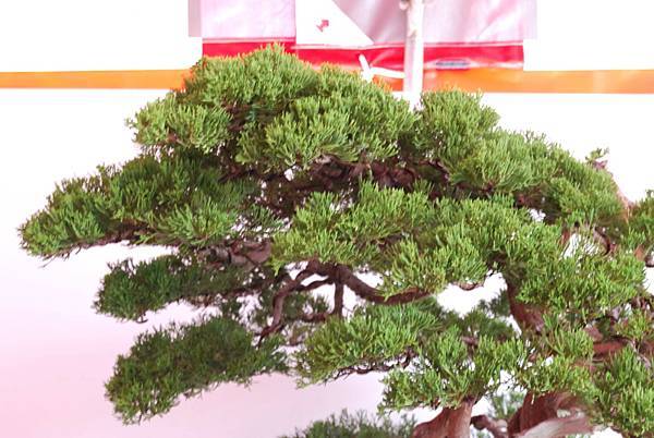 DSC_6699.jpg DSC_6699.jpg