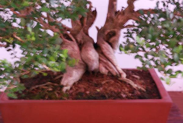 DSC_6702.jpg DSC_6702.jpg