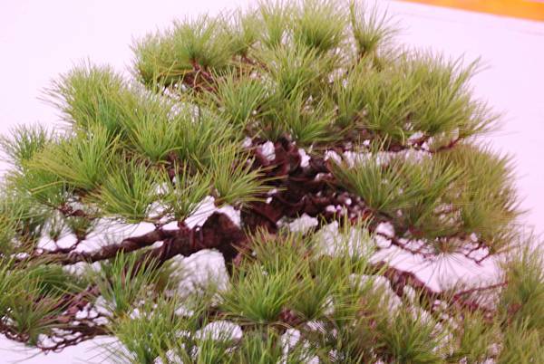 DSC_6712.jpg DSC_6712.jpg