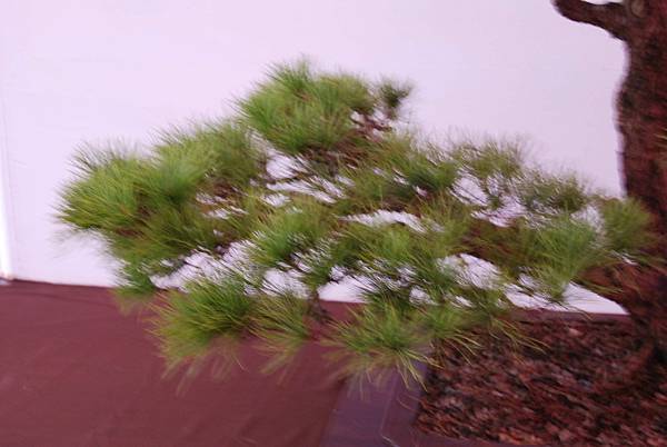 DSC_6714.jpg DSC_6714.jpg