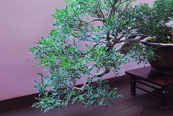 DSC_6724.jpg DSC_6724.jpg