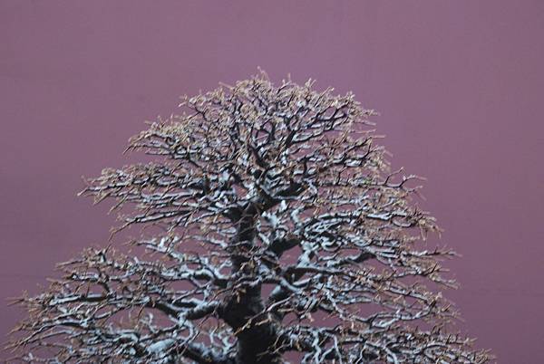 DSC_6732.jpg DSC_6732.jpg