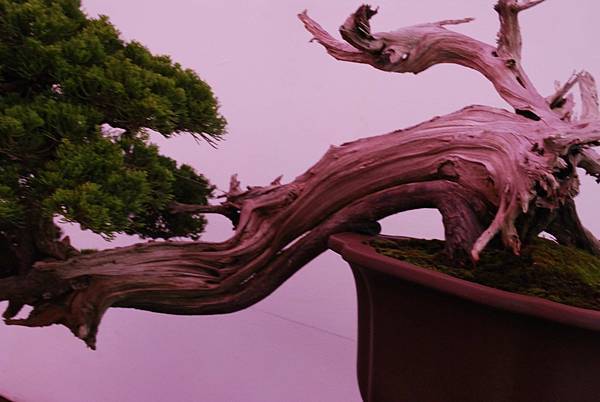 DSC_6737.jpg DSC_6737.jpg