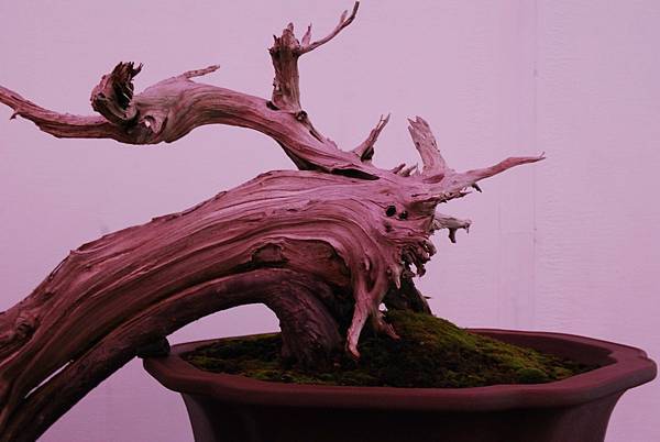 DSC_6736.jpg DSC_6736.jpg