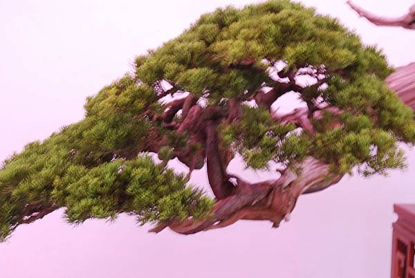 DSC_6738.jpg DSC_6738.jpg