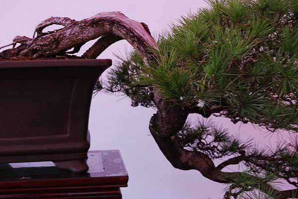 DSC_6745.jpg DSC_6745.jpg