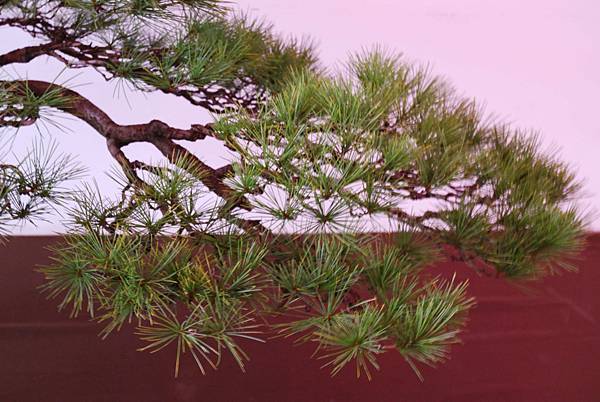 DSC_6750.jpg DSC_6750.jpg